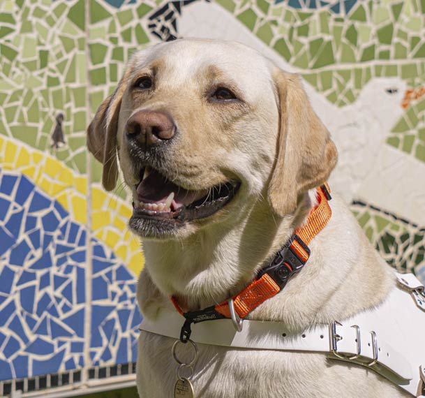 Guide Dog Elsa in white harness.