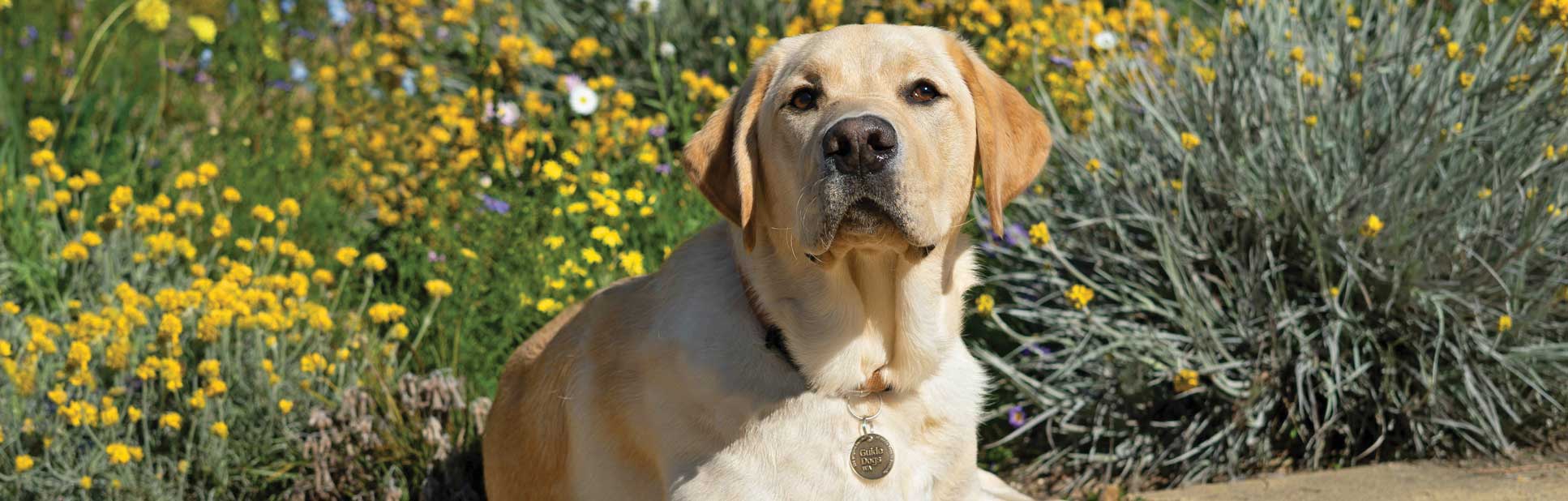 Image of a Guide Dogs puppy in training at Kings Park.