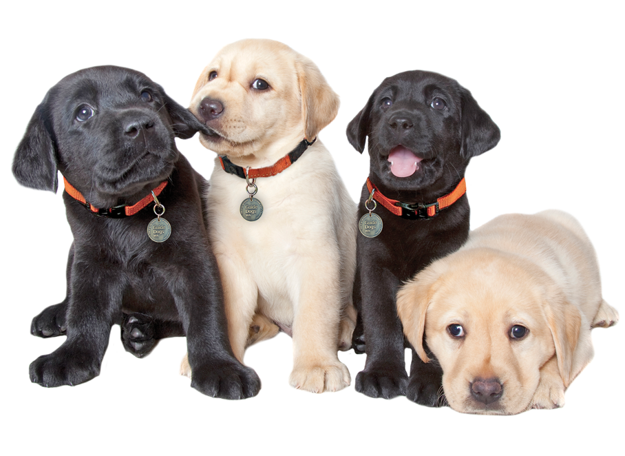 Image of four Guide Dogs puppies.