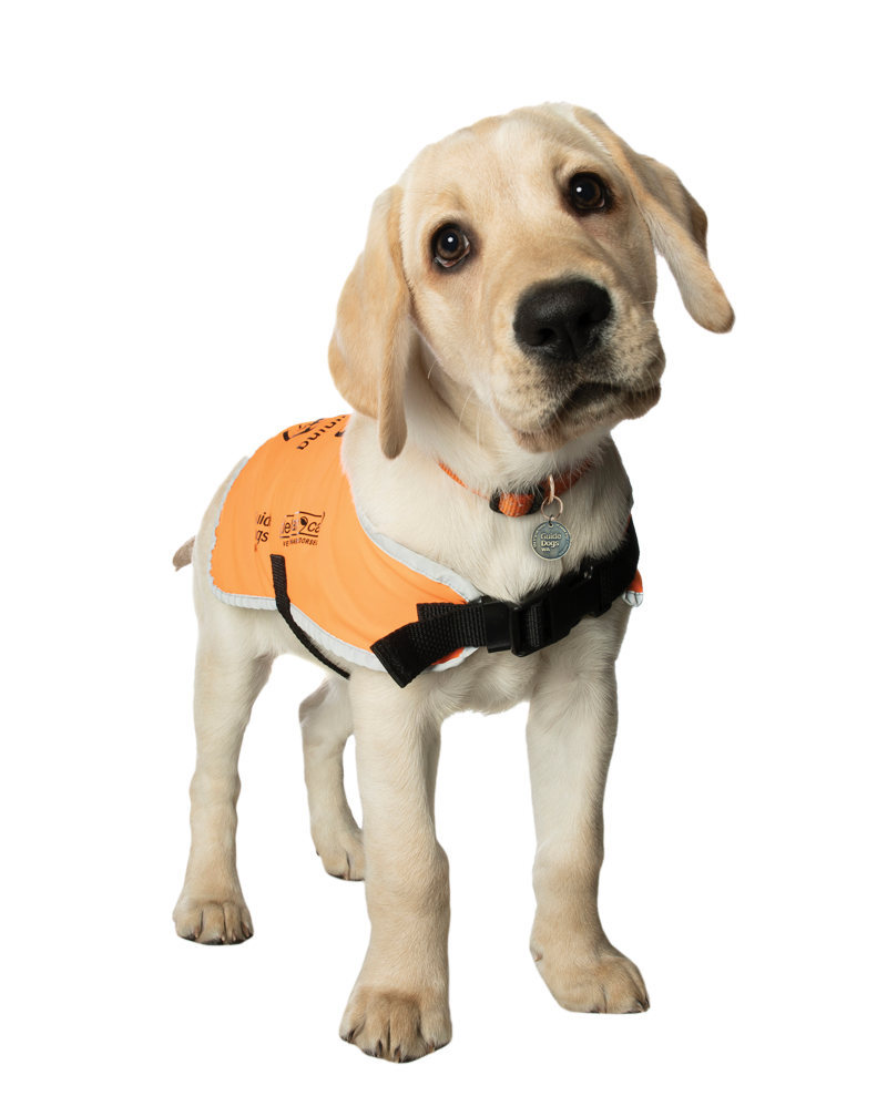 Guide Dog puppy in orange coat.