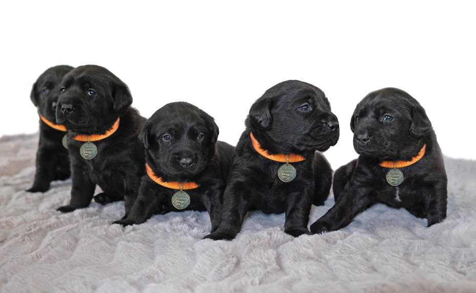 Image of first WA born litter, five black Labrador puppies.
